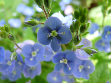 Fleurs bleues d'un centimètre de diamètre présentes à l'aisselle des feuilles et dotées d'un long pédicelle. Agrandir dans une nouvelle fenêtre (ou onglet)