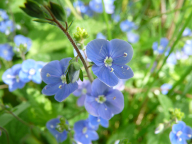 Fleurs bleues d'un centimètre de diamètre présentes à l'aisselle des feuilles et dotées d'un long pédicelle. Agrandir dans une nouvelle fenêtre (ou onglet)