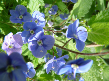 Fleurs bleues d'un centimètre de diamètre présentes à l'aisselle des feuilles et dotées d'un long pédicelle. Agrandir dans une nouvelle fenêtre (ou onglet)