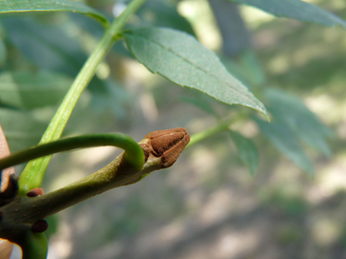 Bourgeons bruns roux. Agrandir dans une nouvelle fenêtre (ou onglet)