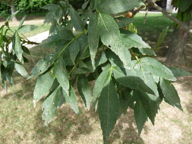 Feuilles opposées et composées comprenant entre 3 et 11 folioles d'environ 2 cm de large. Agrandir dans une nouvelle fenêtre (ou onglet)