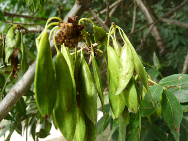 Graines atteignant le milieu du fruit et se présentant sous forme de grappes de samares marcescentes. Agrandir dans une nouvelle fenêtre (ou onglet)