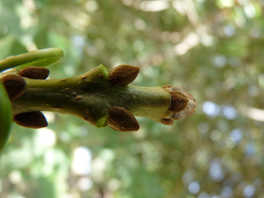 Bourgeons bruns roux. Agrandir dans une nouvelle fenêtre (ou onglet)