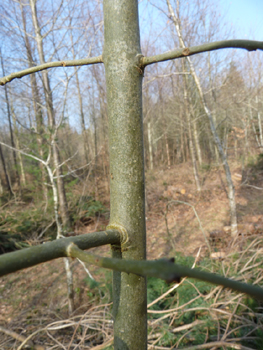 Rameaux opposés décussés. Agrandir dans une nouvelle fenêtre (ou onglet)