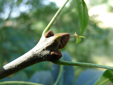 Bourgeons bruns roux. Agrandir dans une nouvelle fenêtre (ou onglet)