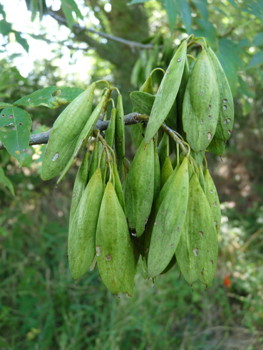 Graines atteignant le milieu du fruit et se présentant sous forme de grappes de samares marcescentes. Agrandir dans une nouvelle fenêtre (ou onglet)