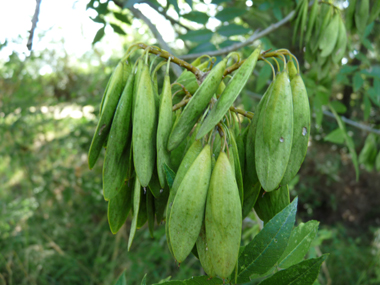 Graines atteignant le milieu du fruit et se présentant sous forme de grappes de samares marcescentes. Agrandir dans une nouvelle fenêtre (ou onglet)