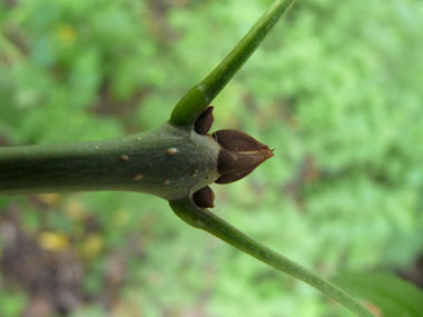 Bourgeons bruns roux. Agrandir dans une nouvelle fenêtre (ou onglet)