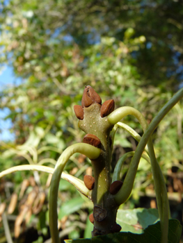 Bourgeons bruns roux. Agrandir dans une nouvelle fenêtre (ou onglet)