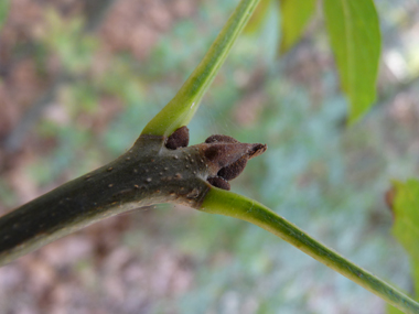 Bourgeons bruns roux. Agrandir dans une nouvelle fenêtre (ou onglet)