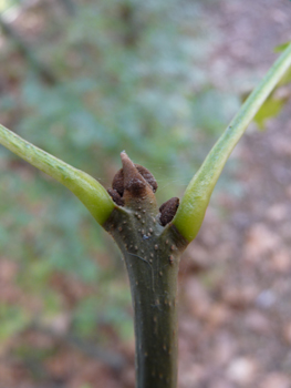 Bourgeons bruns roux. Agrandir dans une nouvelle fenêtre (ou onglet)