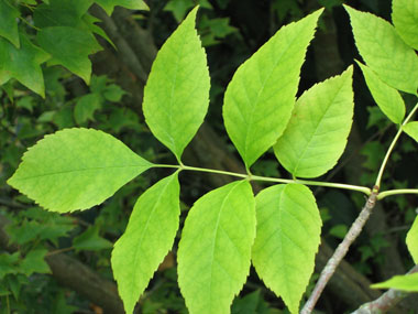 Feuilles opposées et composées comprenant entre 3 et 11 folioles d'environ 2 cm de large. Agrandir dans une nouvelle fenêtre (ou onglet)