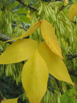 Feuilles opposées et composées comprenant entre 3 et 11 folioles d'environ 2 cm de large. Agrandir dans une nouvelle fenêtre (ou onglet)