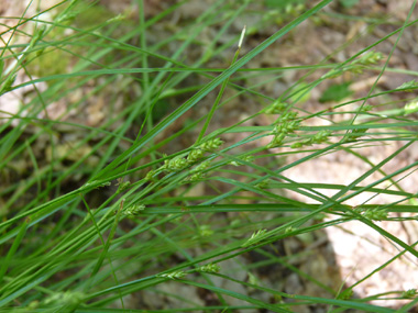 Très longue inflorescence regroupant de 5 à 10 petits épis écartés les uns des autres. Agrandir dans une nouvelle fenêtre (ou onglet)