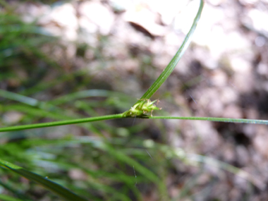 Très longue inflorescence regroupant de 5 à 10 petits épis écartés les uns des autres. Agrandir dans une nouvelle fenêtre (ou onglet)