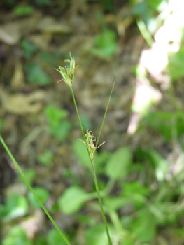 Très longue inflorescence regroupant de 5 à 10 petits épis écartés les uns des autres. Agrandir dans une nouvelle fenêtre (ou onglet)