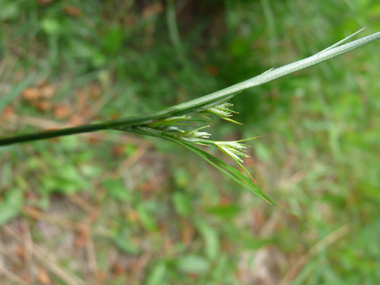 Très longue inflorescence regroupant de 5 à 10 petits épis écartés les uns des autres. Agrandir dans une nouvelle fenêtre (ou onglet)