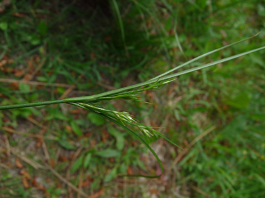 Très longue inflorescence regroupant de 5 à 10 petits épis écartés les uns des autres. Agrandir dans une nouvelle fenêtre (ou onglet)