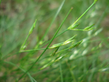 Très longue inflorescence regroupant de 5 à 10 petits épis écartés les uns des autres. Agrandir dans une nouvelle fenêtre (ou onglet)