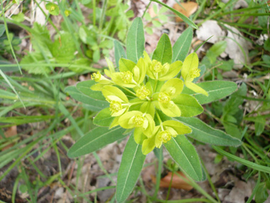 Fleurs à bractées jaunes en forme de cœur. Agrandir dans une nouvelle fenêtre (ou onglet)