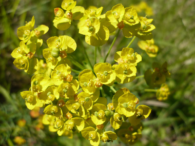 Fleurs à bractées jaunes en forme de cœur. Agrandir dans une nouvelle fenêtre (ou onglet)