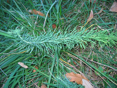 Nombreuses feuilles très fines entourant la tige. Agrandir dans une nouvelle fenêtre (ou onglet)