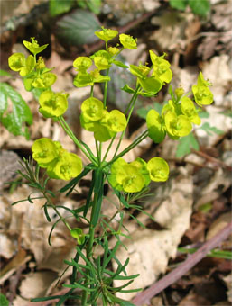 Fleurs à bractées jaunes en forme de cœur. Agrandir dans une nouvelle fenêtre (ou onglet)