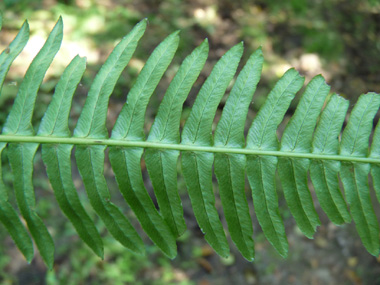 Face inférieure de la feuille. Agrandir dans une nouvelle fenêtre (ou onglet)