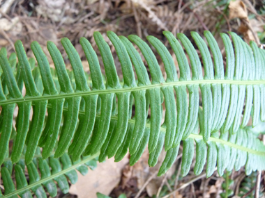 Fronde mâle (stérile). Agrandir dans une nouvelle fenêtre (ou onglet)