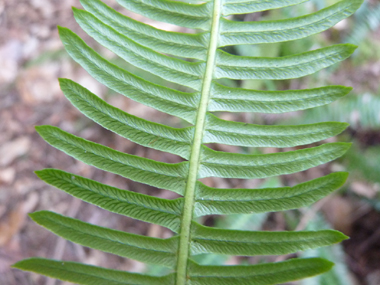 Face inférieure de la feuille. Agrandir dans une nouvelle fenêtre (ou onglet)