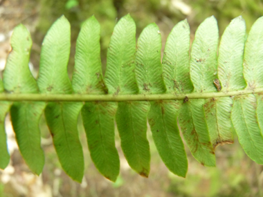 Face inférieure de la feuille. Agrandir dans une nouvelle fenêtre (ou onglet)