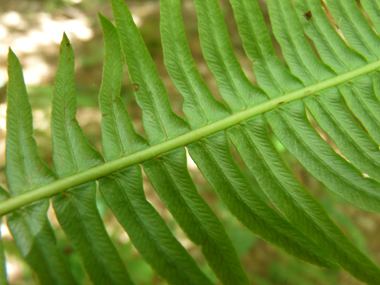 Face inférieure de la feuille. Agrandir dans une nouvelle fenêtre (ou onglet)