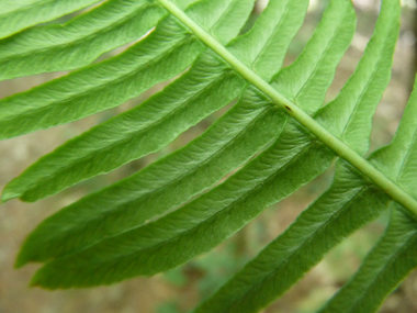 Face inférieure de la feuille. Agrandir dans une nouvelle fenêtre (ou onglet)