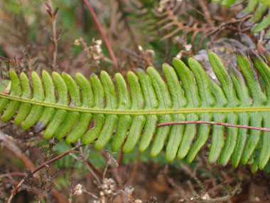 Fronde mâle (stérile). Agrandir dans une nouvelle fenêtre (ou onglet)