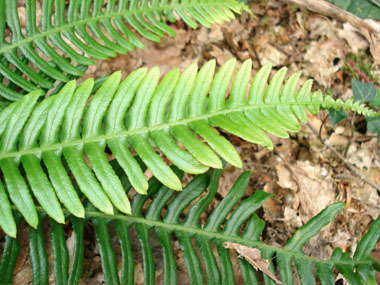 Fronde mâle (stérile). Agrandir dans une nouvelle fenêtre (ou onglet)