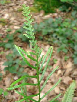 Fronde femelle (fertile). Agrandir dans une nouvelle fenêtre (ou onglet)