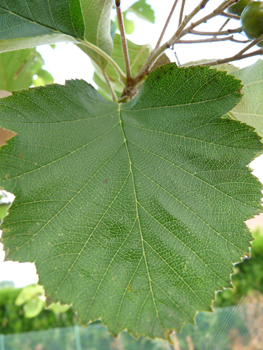 Feuilles verts brillants au dessus dont les limbes sont élargis et souvent tronqués à la base et les sinus ouverts. Agrandir dans une nouvelle fenêtre (ou onglet)