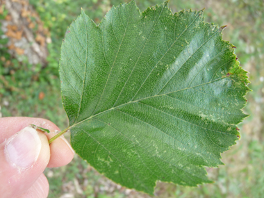 Feuilles verts brillants au dessus dont les limbes sont élargis et souvent tronqués à la base et les sinus ouverts. Agrandir dans une nouvelle fenêtre (ou onglet)