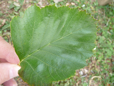 Feuilles verts brillants au dessus dont les limbes sont élargis et souvent tronqués à la base et les sinus ouverts. Agrandir dans une nouvelle fenêtre (ou onglet)