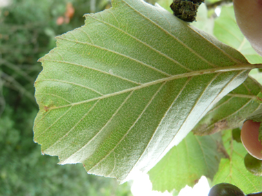 Face inférieure des feuilles généralement velue. Agrandir dans une nouvelle fenêtre (ou onglet)