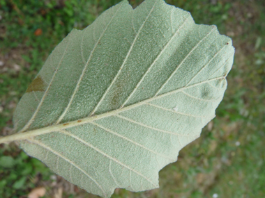 Face inférieure des feuilles généralement velue. Agrandir dans une nouvelle fenêtre (ou onglet)