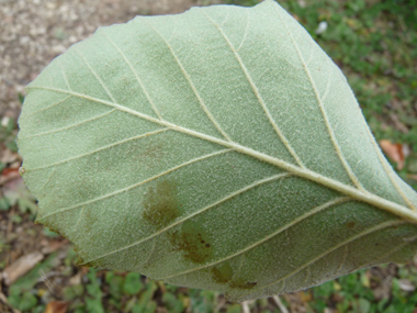 Face inférieure des feuilles généralement velue. Agrandir dans une nouvelle fenêtre (ou onglet)