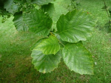 Feuilles verts brillants au dessus dont les limbes sont élargis et souvent tronqués à la base et les sinus ouverts. Agrandir dans une nouvelle fenêtre (ou onglet)