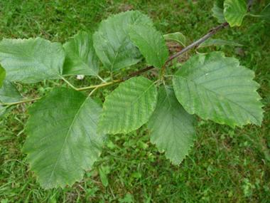 Feuilles verts brillants au dessus dont les limbes sont élargis et souvent tronqués à la base et les sinus ouverts. Agrandir dans une nouvelle fenêtre (ou onglet)