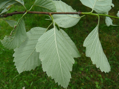 Face inférieure des feuilles généralement velue. Agrandir dans une nouvelle fenêtre (ou onglet)