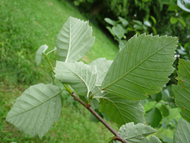 Face inférieure des feuilles généralement velue. Agrandir dans une nouvelle fenêtre (ou onglet)