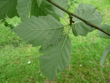 Face inférieure des feuilles généralement velue. Agrandir dans une nouvelle fenêtre (ou onglet)