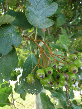 Fruits rouges à bruns à maturité, longs d'un centimètre. Agrandir dans une nouvelle fenêtre ou onglet)