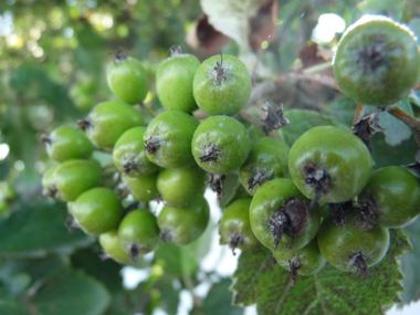 Fruits rouges à bruns à maturité, longs d'un centimètre. Agrandir dans une nouvelle fenêtre ou onglet)