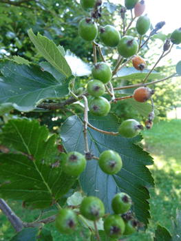 Fruits rouges à bruns à maturité, longs d'un centimètre. Agrandir dans une nouvelle fenêtre ou onglet)